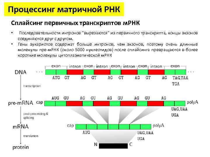 Схема регуляции транскрипции и трансляции