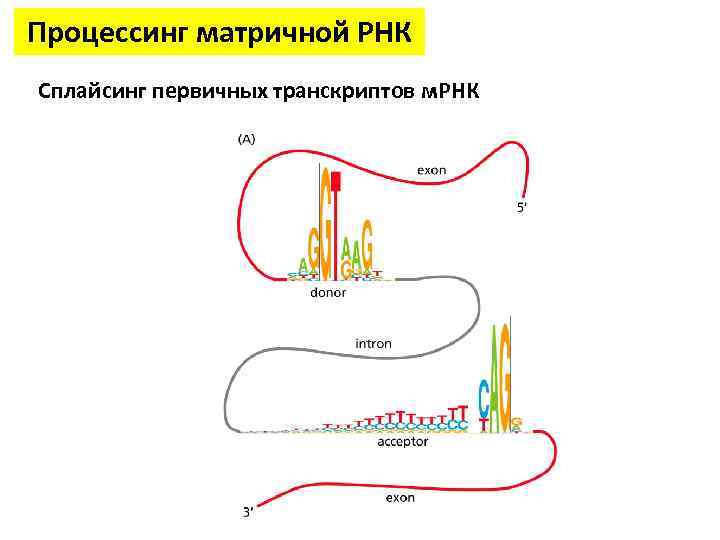 Картинки транскрипция биология