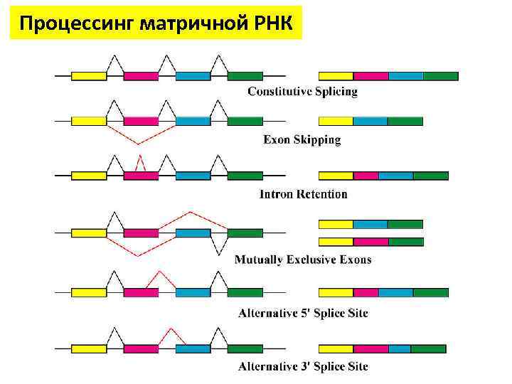 Процессинг матричной РНК 