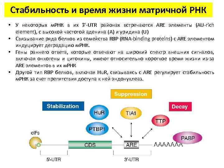 Некоторый м