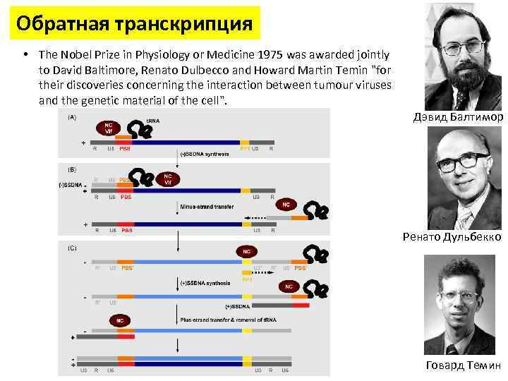 Обратная транскрипция • The Nobel Prize in Physiology or Medicine 1975 was awarded jointly