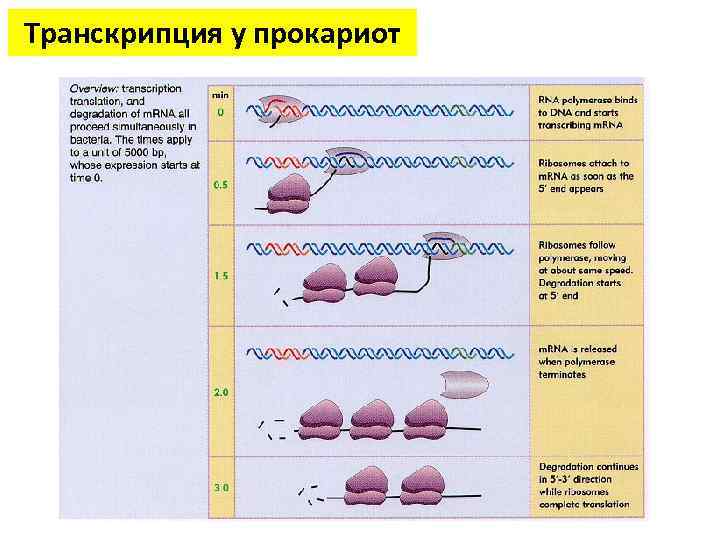 Транскрипция молекулярная биология