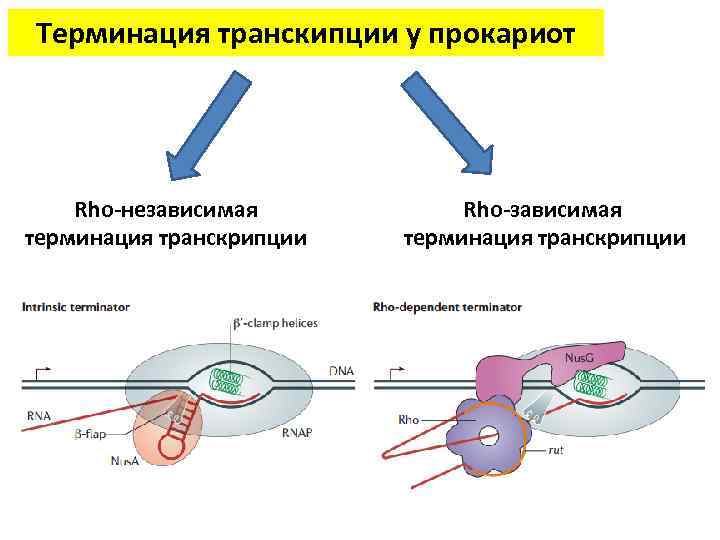 Картинки транскрипция биология