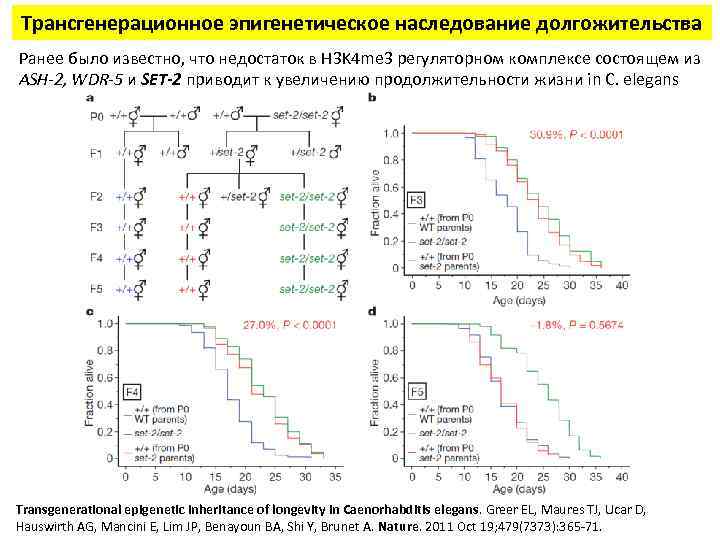 Трансгенерационное эпигенетическое наследование долгожительства Ранее было известно, что недостаток в H 3 K 4