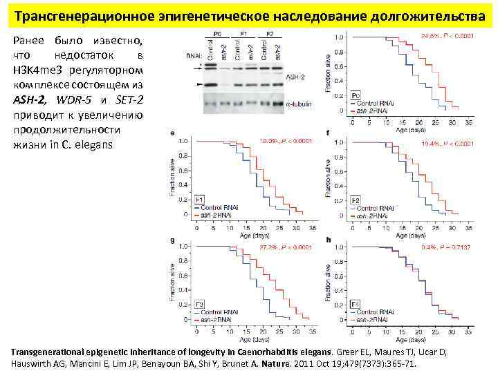 Трансгенерационное эпигенетическое наследование долгожительства Ранее было известно, что недостаток в H 3 K 4