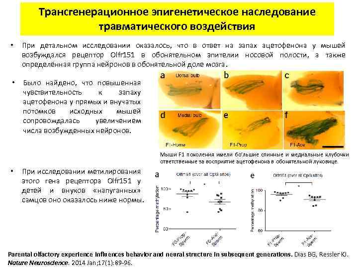 Трансгенерационное эпигенетическое наследование травматического воздействия • При детальном исследовании оказалось, что в ответ на