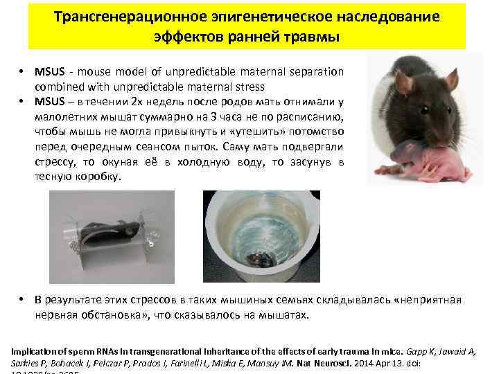 Трансгенерационное эпигенетическое наследование эффектов ранней травмы • MSUS - mouse model of unpredictable maternal