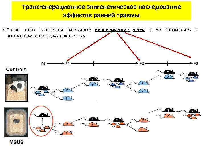 Трансгенерационное эпигенетическое наследование эффектов ранней травмы • После этого проводили различные поведенческие тесты с