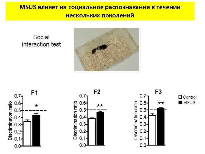 MSUS влияет на социальное распознавание в течении нескольких поколений 