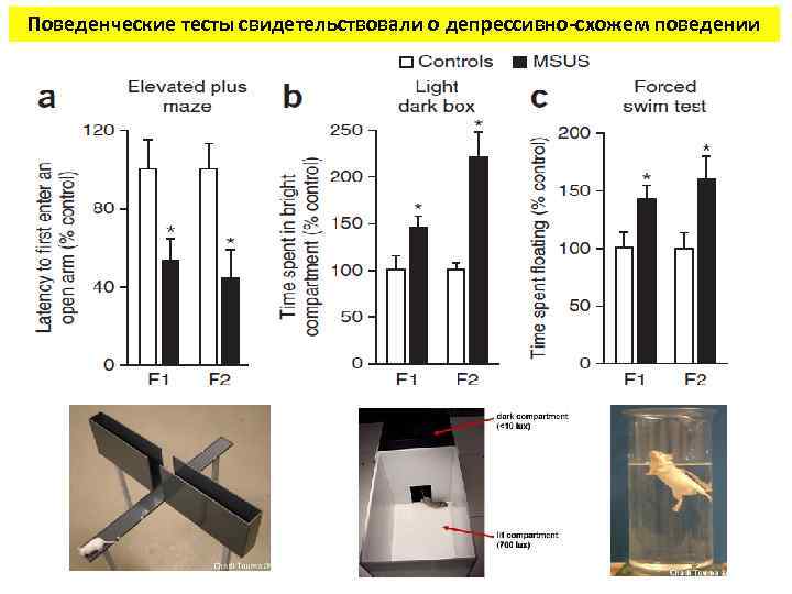 Поведенческие тесты свидетельствовали о депрессивно-схожем поведении 