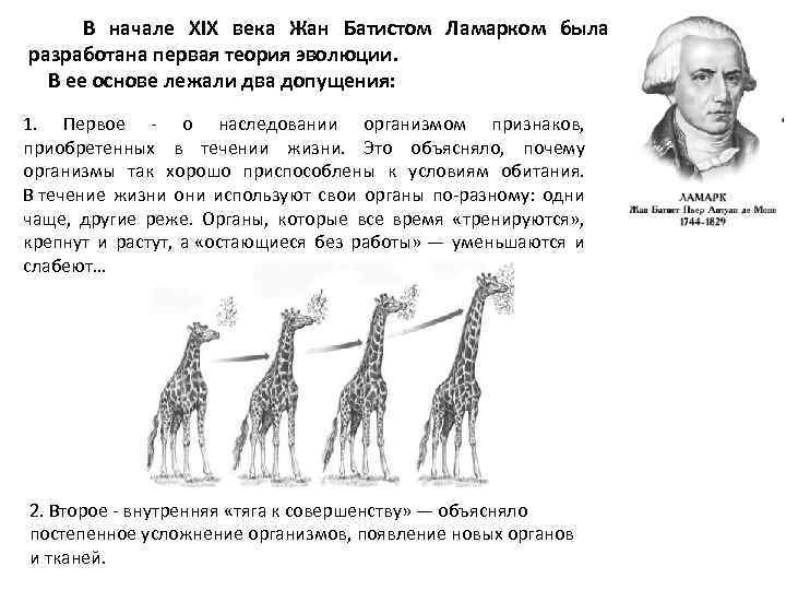 Ламаркизм эволюционная теория. Теория Ламарка Жирафы. Теория эволюции Ламарка.