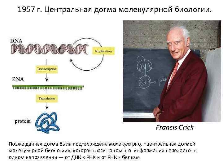 Центральная догма молекулярной биологии это. Центральная Догма молекулярной биологии 1957. Центральная Догма молекулярной биологии Френсис крик. Ф крик сформулировал центральную догму молекулярной биологии. Суть центральной догмы молекулярной биологии.
