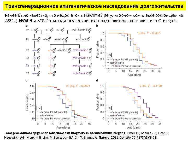 Трансгенерационное эпигенетическое наследование долгожительства Ранее было известно, что недостаток в H 3 K 4