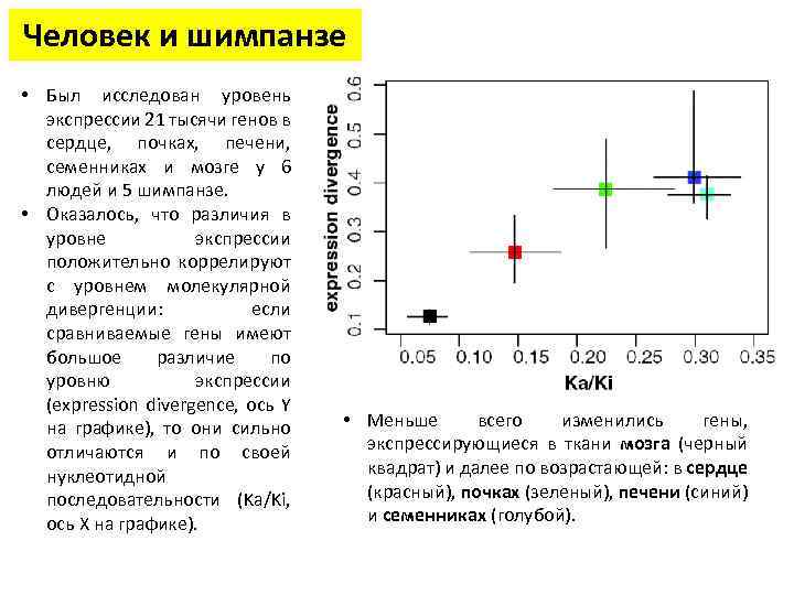 Человек и шимпанзе • Был исследован уровень экспрессии 21 тысячи генов в сердце, почках,