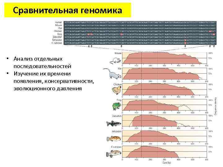 Сравнительная геномика • Анализ отдельных последовательностей • Изучение их времени появления, консервативности, эволюционного давления