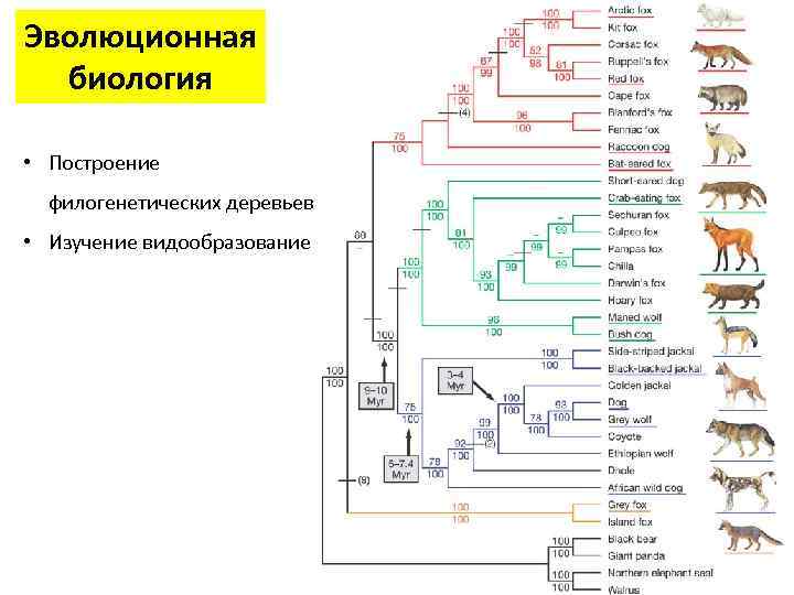 Эволюционная биология • Построение филогенетических деревьев • Изучение видообразование 