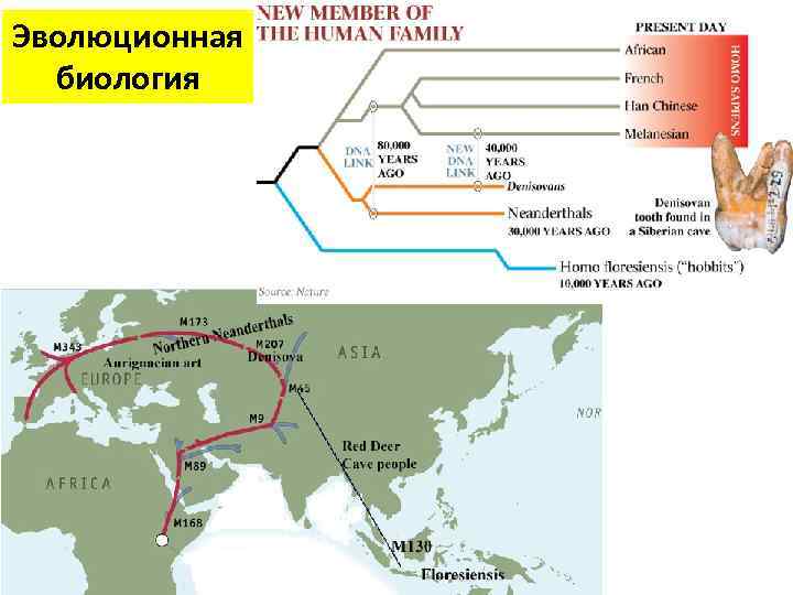Эволюционная биология 