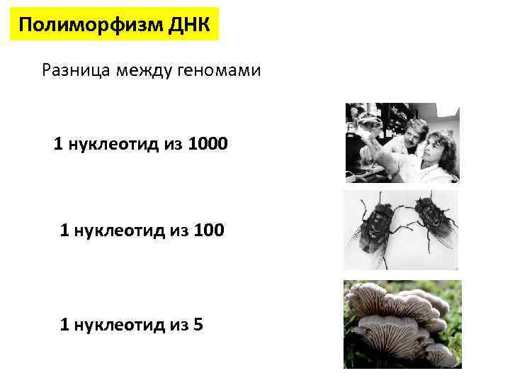 Полиморфизм ДНК Разница между геномами 1 нуклеотид из 1000 1 нуклеотид из 100 1