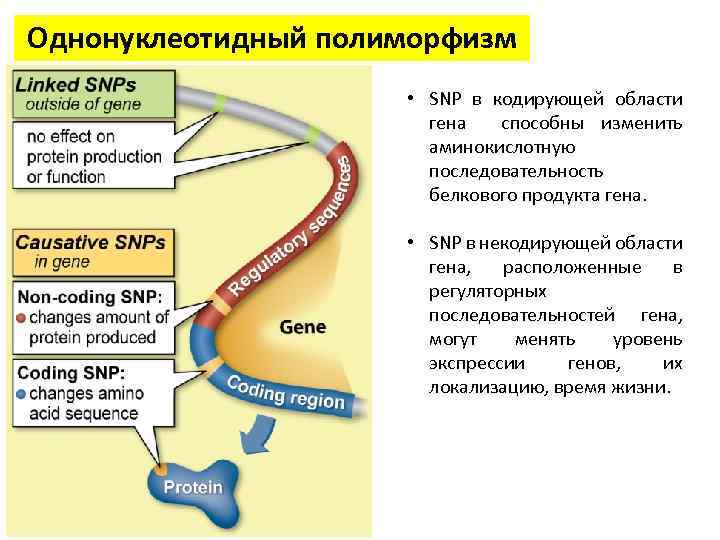 Однонуклеотидный полиморфизм • SNP в кодирующей области гена способны изменить аминокислотную последовательность белкового продукта