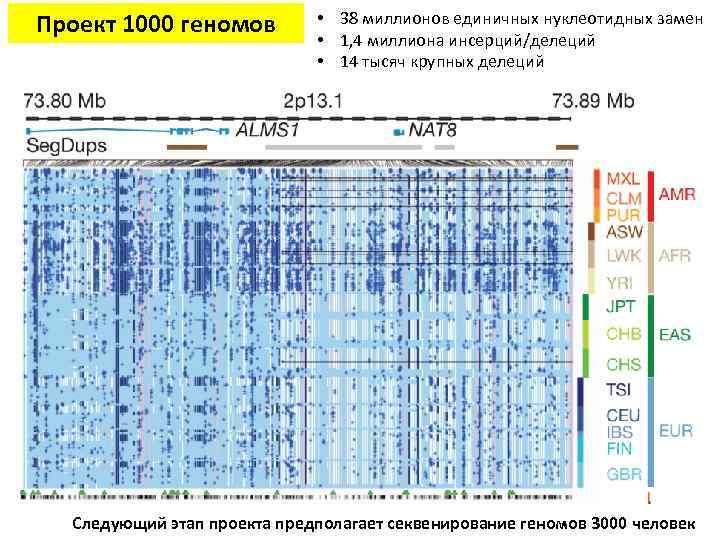 Проект 1000 геномов • 38 миллионов единичных нуклеотидных замен • 1, 4 миллиона инсерций/делеций