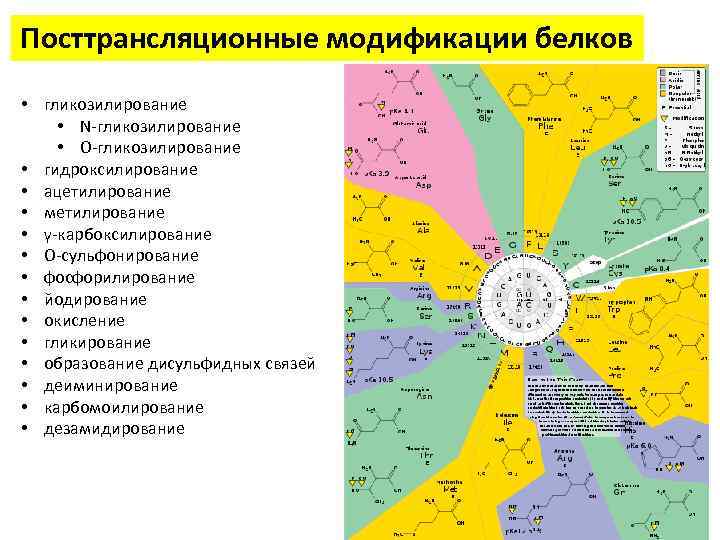 Посттрансляционные модификации белков • гликозилирование • N-гликозилирование • O-гликозилирование • гидроксилирование • ацетилирование •