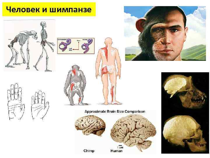 Человек и шимпанзе 
