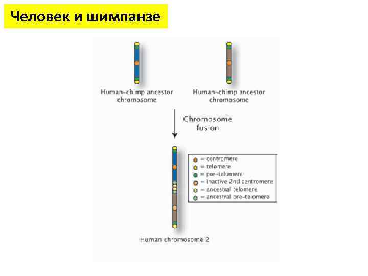 Человек и шимпанзе 