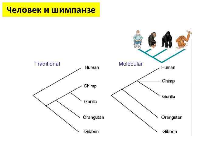 Человек и шимпанзе 