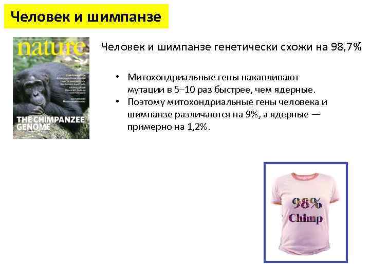 Человек и шимпанзе генетически схожи на 98, 7% • Митохондриальные гены накапливают мутации в