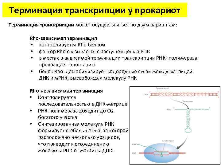 Терминация транскрипции у прокариот Терминация транскрипции может осуществляться по двум вариантам: Rho-зависимая терминация •