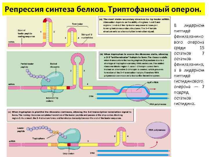 Репрессия синтеза белков. Триптофановый оперон. В лидерном пиптиде фенилаланино вого оперона среди 15 остатков