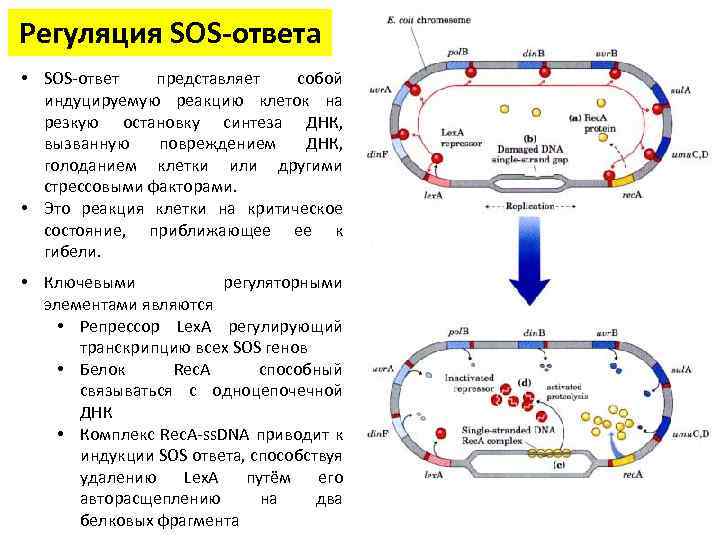 Регуляция SOS-ответа • SOS-ответ представляет собой индуцируемую реакцию клеток на резкую остановку синтеза ДНК,