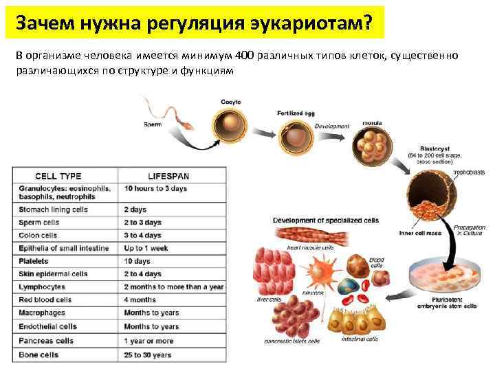 Зачем нужна регуляция эукариотам? В организме человека имеется минимум 400 различных типов клеток, существенно