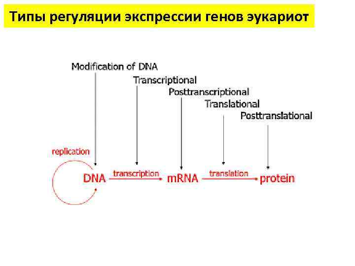 Типы регуляции