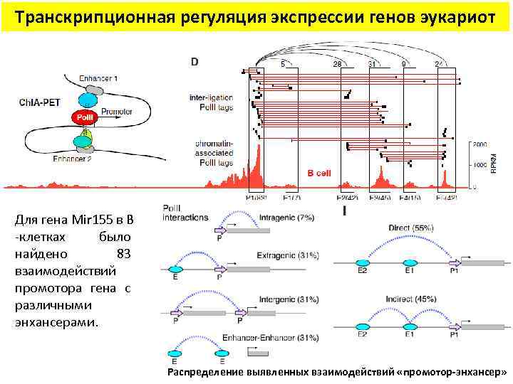 Транскрипционная регуляция экспрессии генов эукариот Для гена Mir 155 в B -клетках было найдено