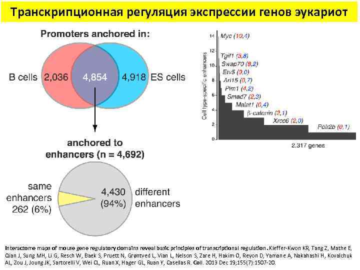 Транскрипционная регуляция экспрессии генов эукариот Interactome maps of mouse gene regulatory domains reveal basic