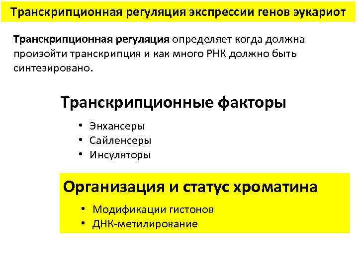 Транскрипционная регуляция экспрессии генов эукариот Транскрипционная регуляция определяет когда должна произойти транскрипция и как