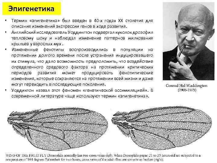 Эпигенетический ландшафт уоддингтона рисунок