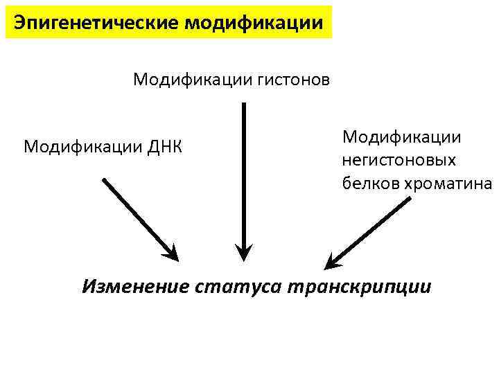 Эпигенетические модификации Модификации гистонов Модификации ДНК Модификации негистоновых белков хроматина Изменение статуса транскрипции 