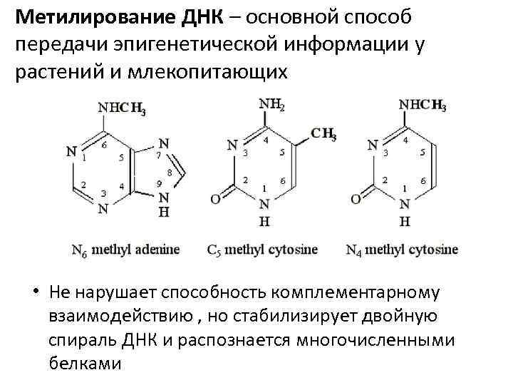 Метилирование ДНК – основной способ передачи эпигенетической информации у растений и млекопитающих • Не