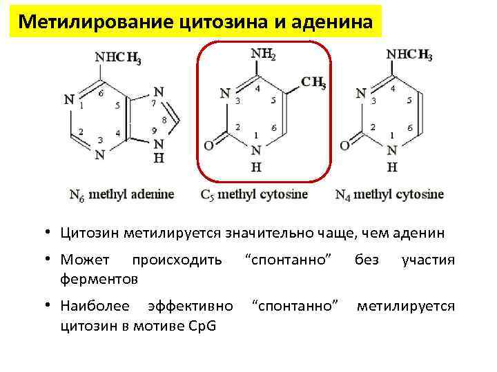 Метилирование цитозина и аденина • Цитозин метилируется значительно чаще, чем аденин • Может происходить