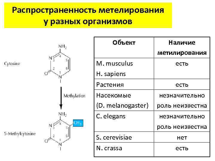 Распространенность метелирования у разных организмов Объект М. musculus H. sapiens Растения Насекомые (D. melanogaster)