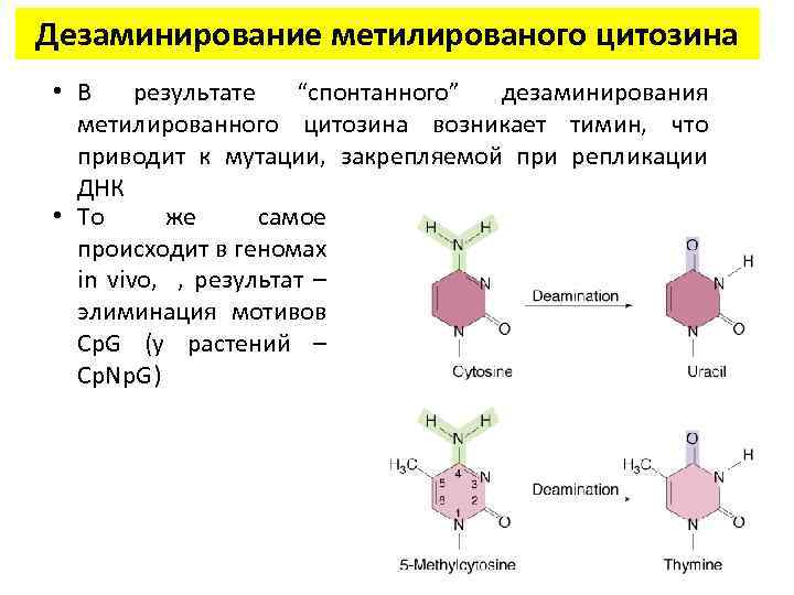 Дезаминирование метилированого цитозина • В результате “спонтанного” дезаминирования метилированного цитозина возникает тимин, что приводит