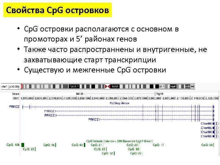 Свойства Cp. G островков • Cp. G островки располагаются с основном в промоторах и