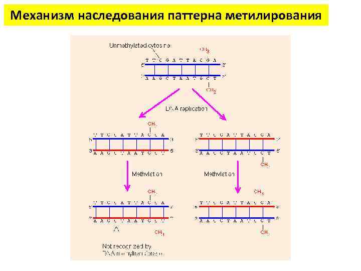 Механизм наследования паттерна метилирования 