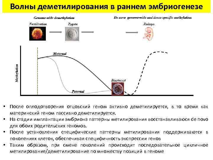 Волны деметилирования в раннем эмбриогенезе • После оплодотворения отцовский геном активно деметилируется, в то