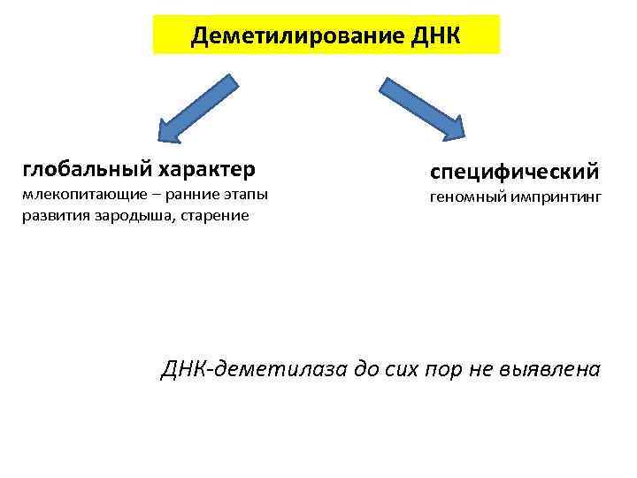 Деметилирование ДНК глобальный характер млекопитающие – ранние этапы развития зародыша, старение cпецифический геномный импринтинг