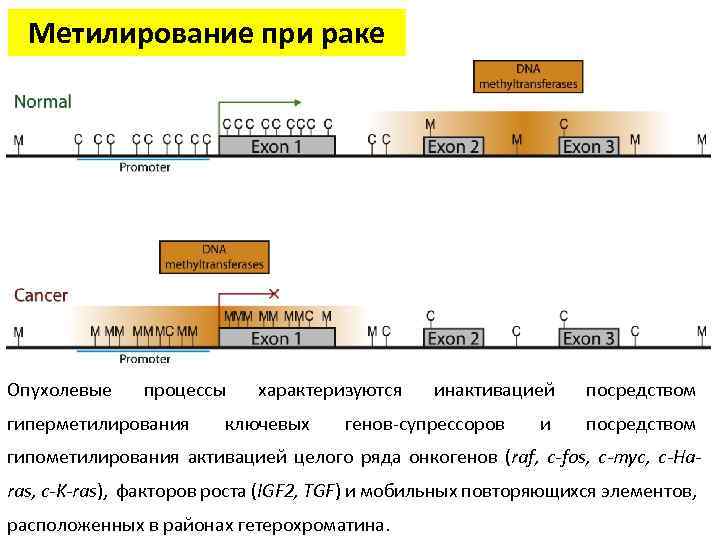 Метилирование при раке Опухолевые процессы гиперметилирования характеризуются ключевых инактивацией генов-супрессоров и посредством гипометилирования активацией