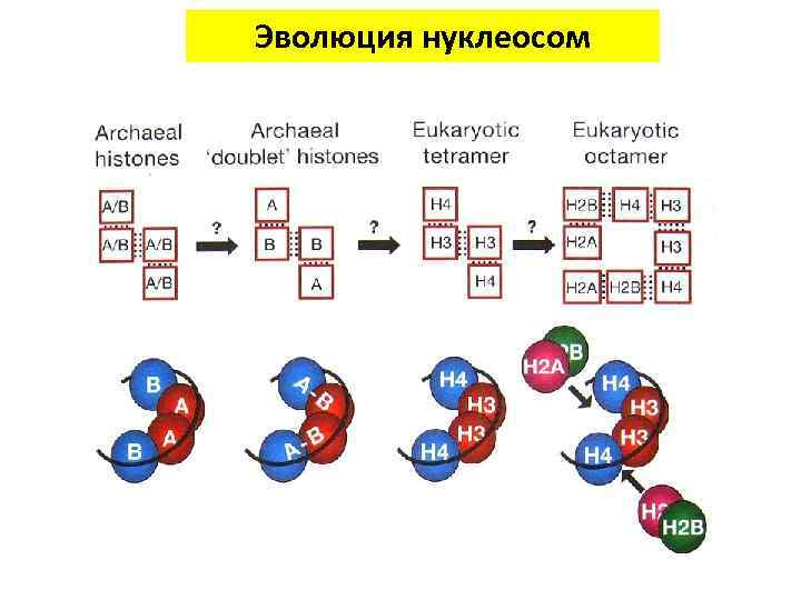 Эволюция нуклеосом 