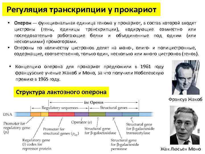 Гипотеза жакоба и моно